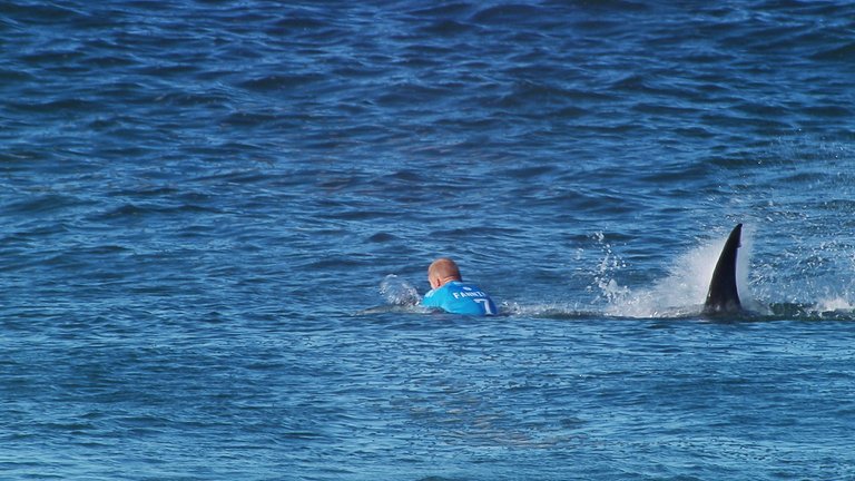 mick-fanning-shark.jpg