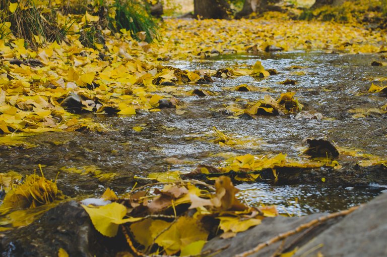 The fallen yellow leaves in the creek.JPG