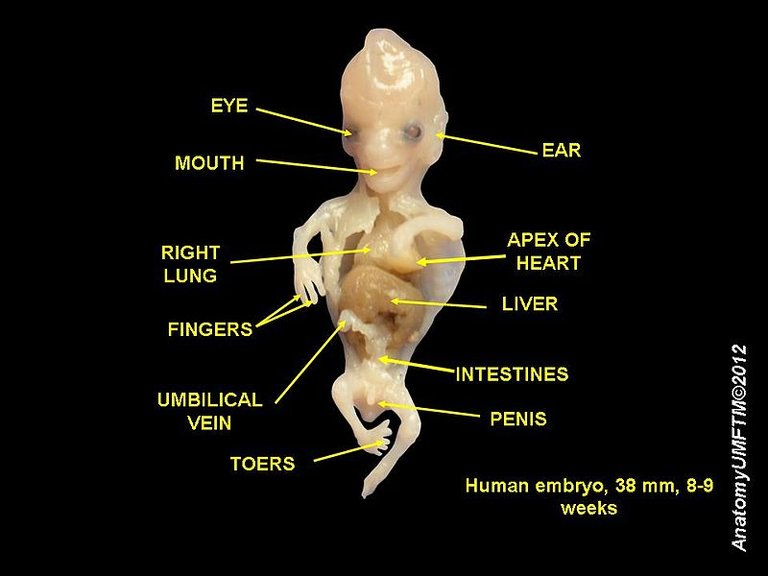 800px-Human_embryo_8_weeks_2.JPG