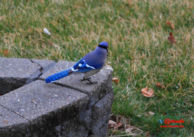 Blue Jay IMG_0252.JPG