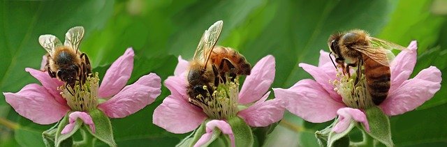 bees-on-flowers.jpg