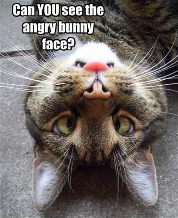 funny-angry-bunny-cat-faces.jpg