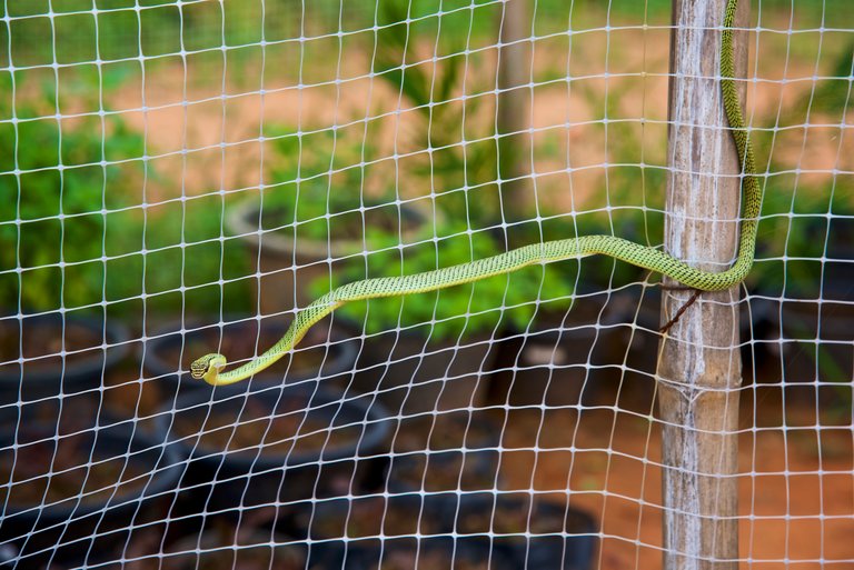 GoldenTreeSnake1.jpg