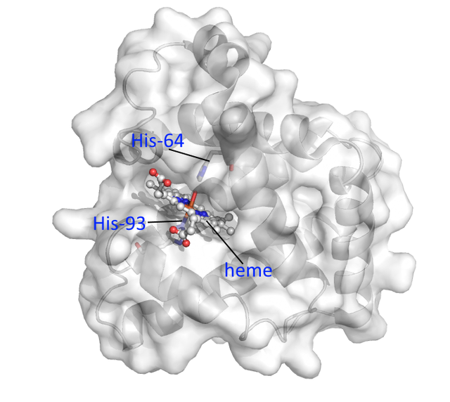 myoglobin_first_3D.png