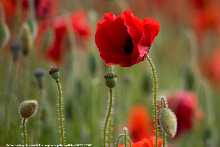 RedPoppies-001-090718.jpg