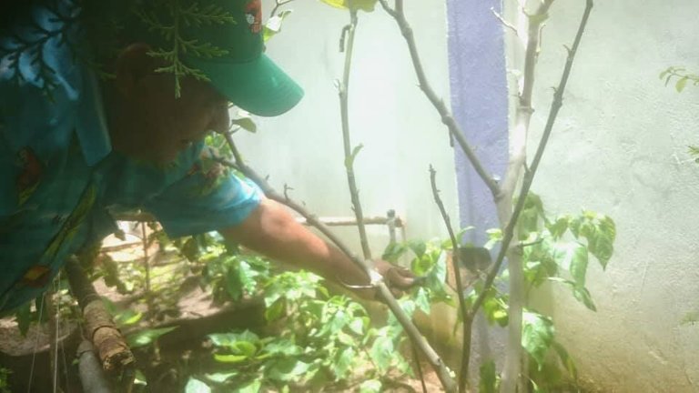 planta de aji y su fruto gorra verde con camisa carnaval.jpg