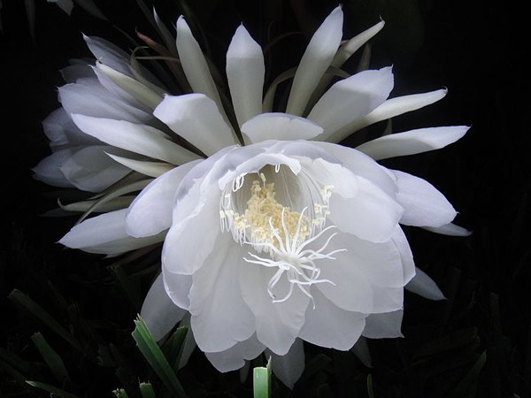 Night_Blooming_Cereus_Blossom crop.jpg