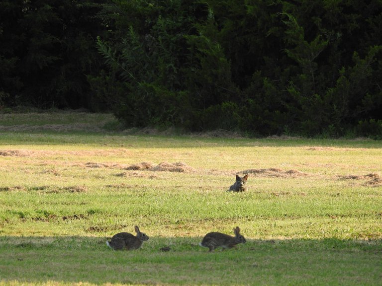 rabbits_w_cat_waiting_p900_tx.jpg