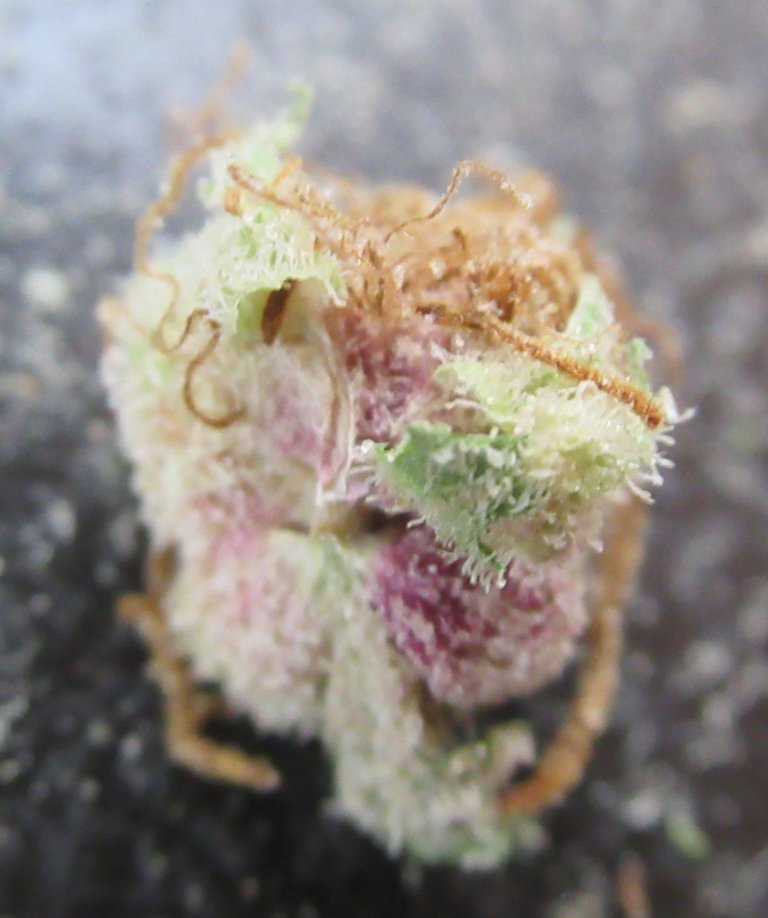 microsplitnugslilbud.jpg