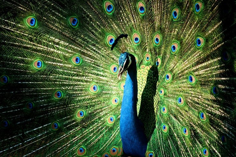 peacock-819479_960_720.jpg