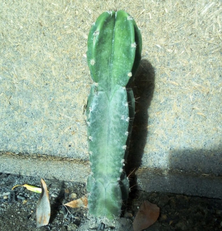 trichocereus peruanus (icaro).jpg