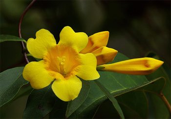 carolina-jessamine-close-up.jpg