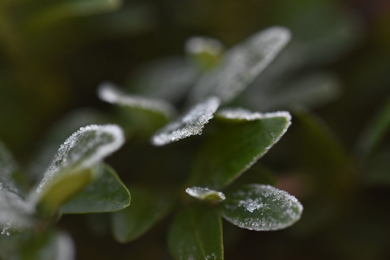 frost boxwood leaves 1.jpg