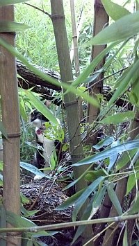 Chai in bamboo 200x355.jpg