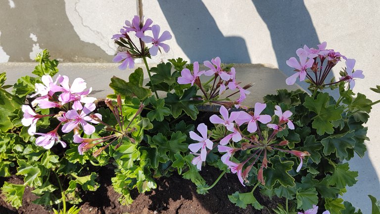 20190617_164950.jpg