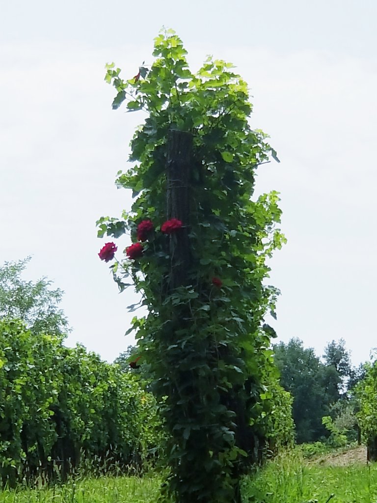 20180810_225619.jpg