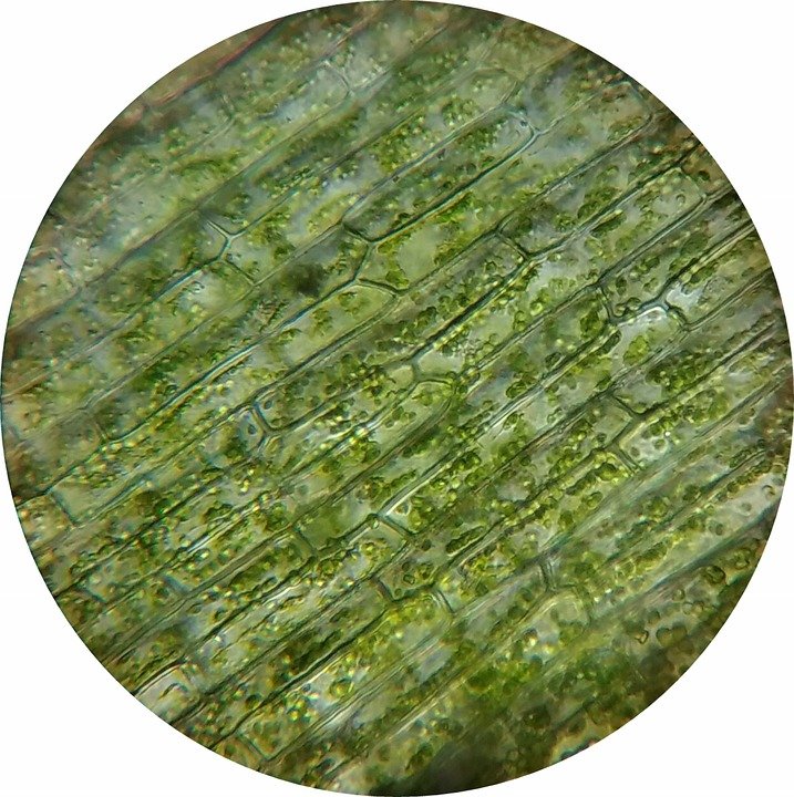 httpspixabay.comenwaterweed-plant-cell-mikroskopieren-1582259.jpg