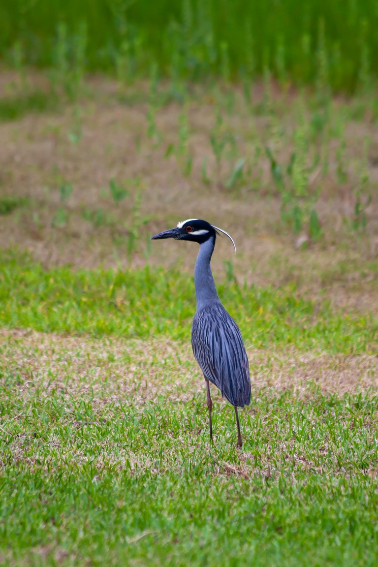 Yellow-Crowned-Night-Heron_3147.jpg