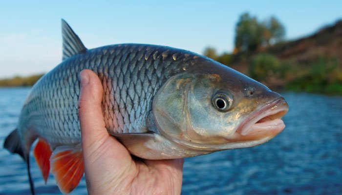 how-to-catch-fish-diy-fish-traps.jpg