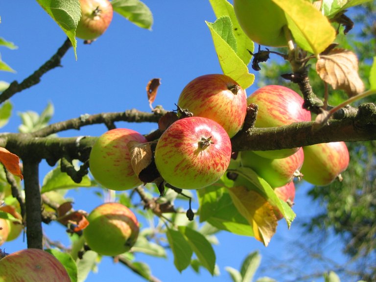 apple-tree-apples-colorful-54629.jpg