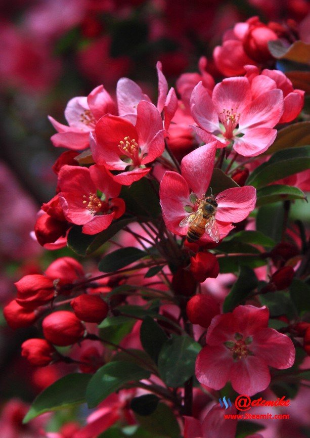 indian-magic-flowering-crabapple blooms spring honeybee pollination pollinating IMB-0040.JPG