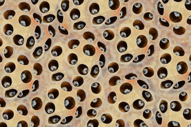 ae09d5a1c2cebaf48f9199f055cf528f-12-reasons-you-now-have-trypophobia-phobia-of-the-week.jpg