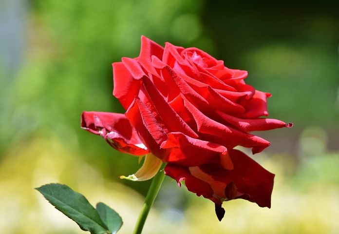 rose-3506327__480.jpg