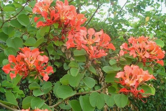 bauhinia_galpinii25.jpg