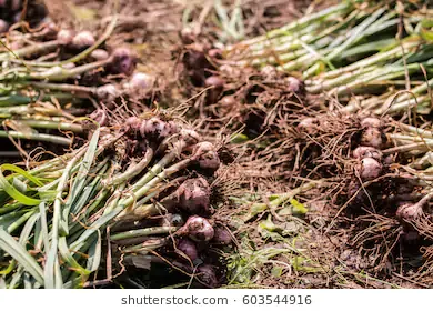 fresh-garlic-farm-260nw-603544916.jpg