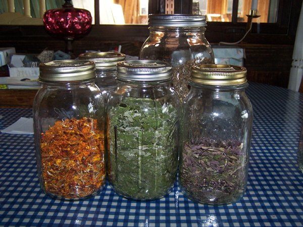 Herbs for Hens -  marigold, raspberry, echinacea, tansy, basil crop December 2019.jpg