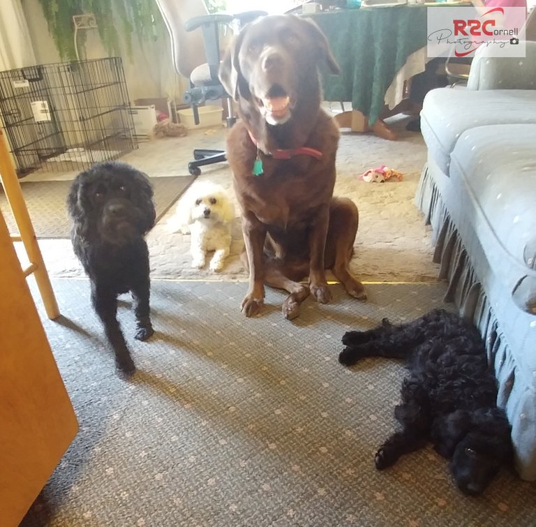 4dogs 9.3.17-S Comment.jpg