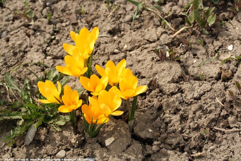 YellowCrocus-001-071518.jpg