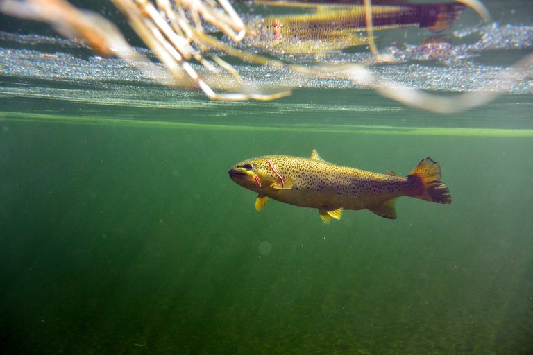 underwater_trout_fishing_norway_fiskingIMG_2362.jpg