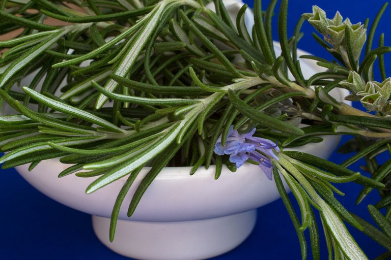 rosemary-1409060_1920.jpg