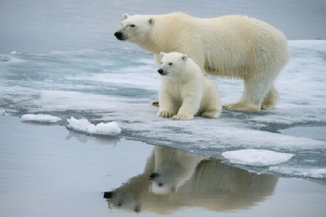 oso-polar.jpg