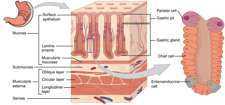 Stomach wall.jpg