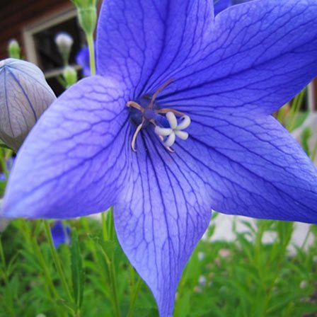 Balloon-Flower.jpg