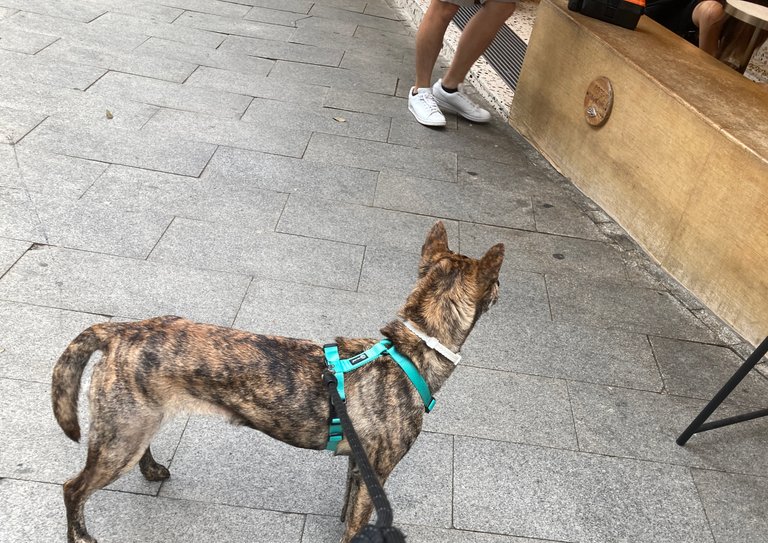 Evie on her walk