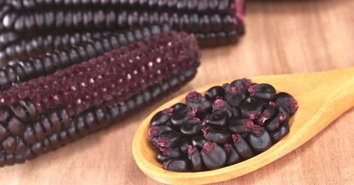 benefits-of-purple-corn-696x365.jpg