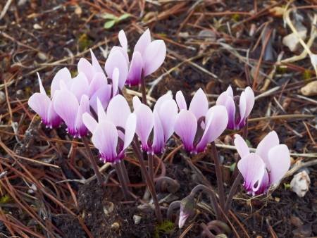 18370325-cyclamen-flowers-on-pine-needles.jpg