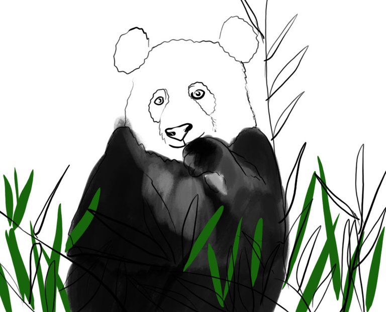 Panda(436).jpg