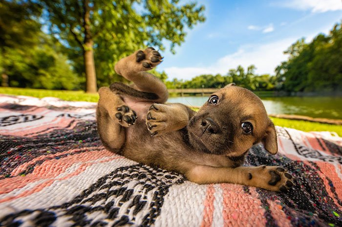 dog-photographer-of-the-year-2018-winners-the-kennel-club-6-5b5197818fc7a__700.jpg