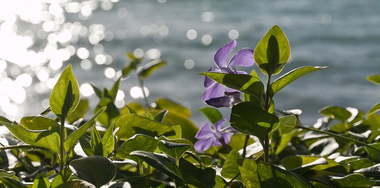 6553461227-akaroa-peninsulaflower-in-backlight (FILEminimizer).jpg