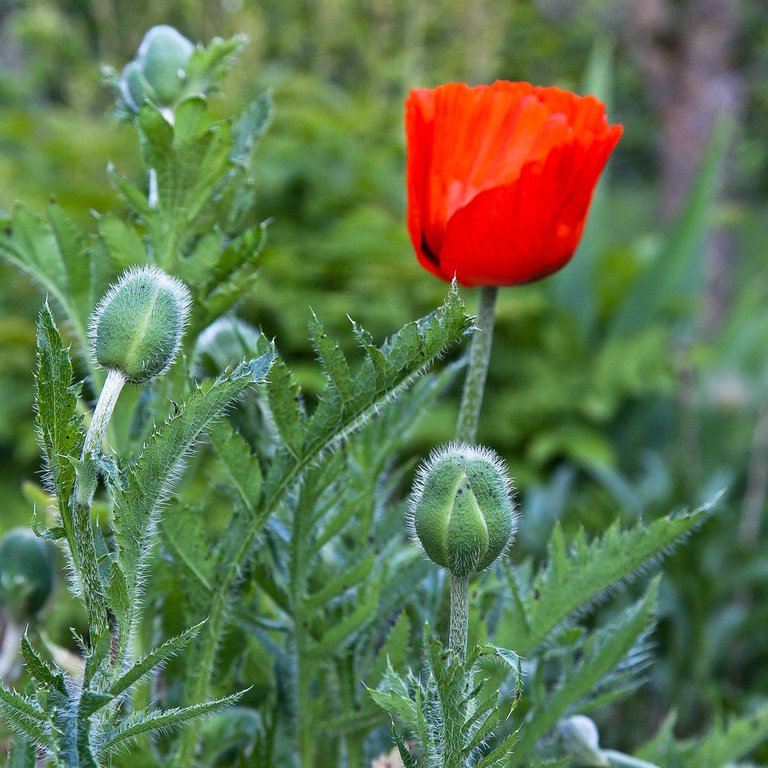 7266760624-poppy (FILEminimizer).jpg