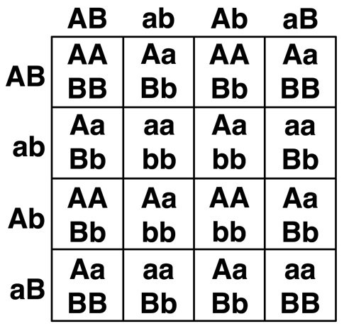 dihybrid_intercross.jpg