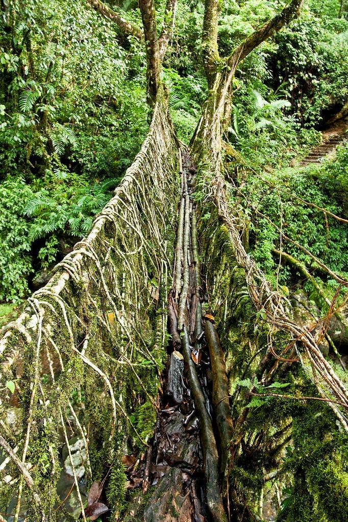 root-bridge2.jpg