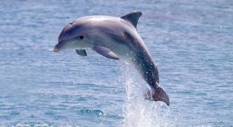 dolphin.jpg