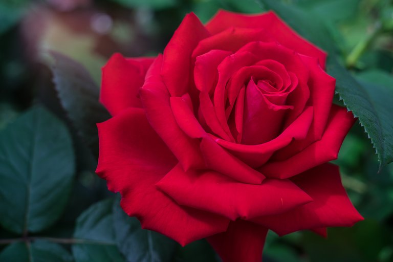 09-06-2018-rose-bokeh-05942.jpg