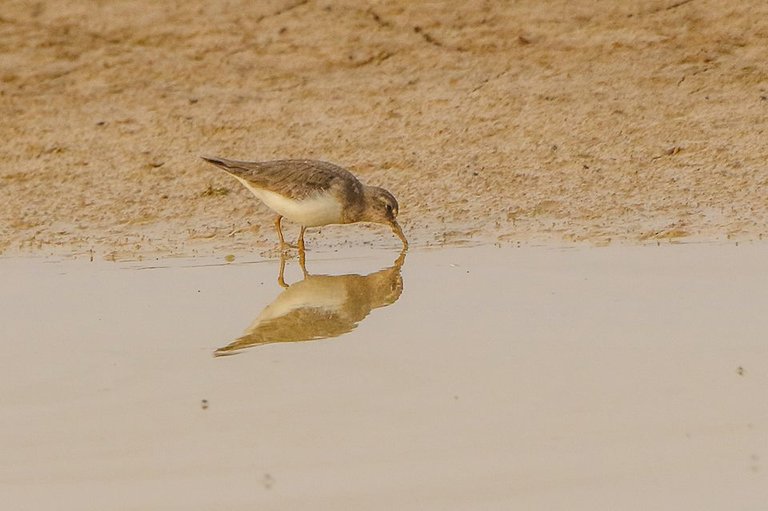 Temminck's Stint.jpg