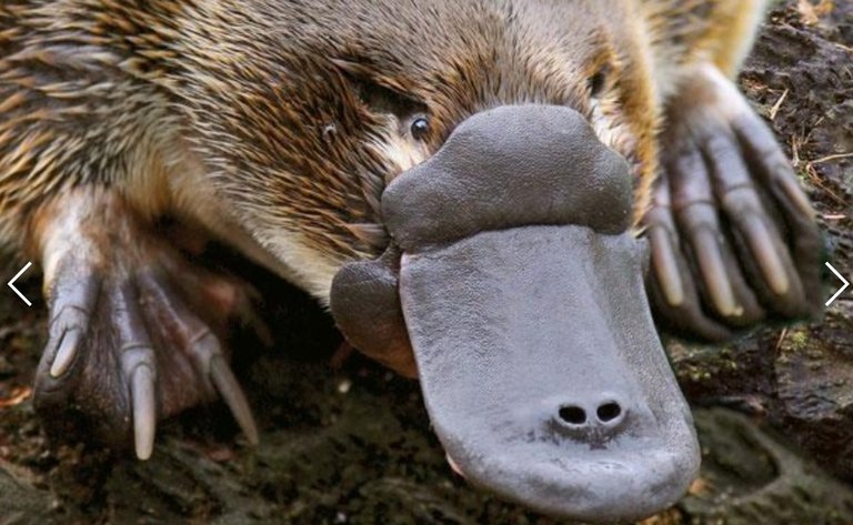 PLATYPUS 5.jpg